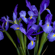 bouquet, Flowers, Irises