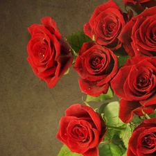 bouquet, Red, roses