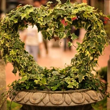 bowl, ivy, Heart