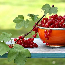 red hot, leaves, bowl, currant