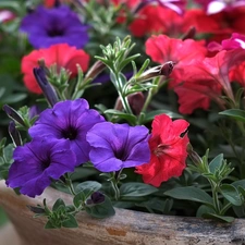 Red, petunias, bowl, purple