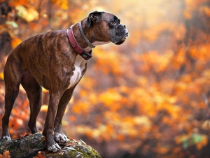 Stone, blurry background, boxer, dog-collar, dog