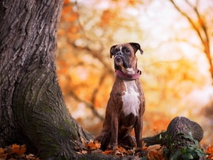 dog, trunk, trees, boxer