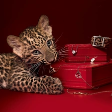 Boxes, small, Leopards