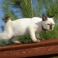 cat, board, branch pics, White