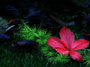 Leaf, conifer, Meadow, branch