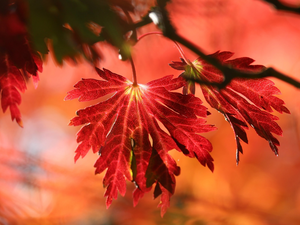 trees, branch, Leaf, maple, Red
