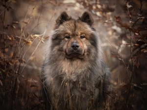 dog, The look, branch pics, Rurasier Spitz