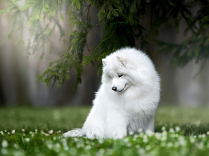 dog, branch pics, grass, Samojed