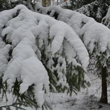 Swierk, Snowy, branch pics
