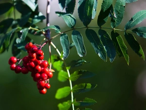 trees, Plant, Leaf, branch