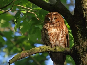 owl, branch, trees, Brown Owl