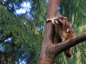 branch, raccoon, trees