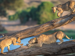 tigers, branches, cats, Lioness, wild