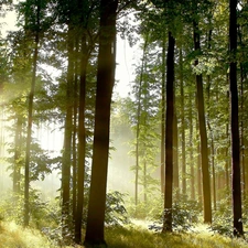 forest, viewes, light breaking through sky, trees