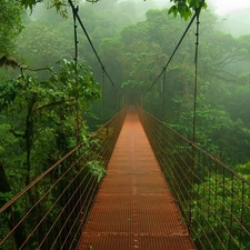 jungle, bridge
