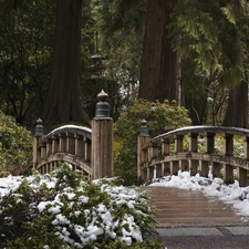 forest, bridges