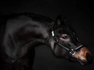 Horse, bridle, Dark Background, halter