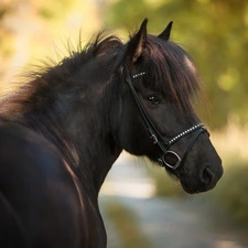 bridle, Black, Horse