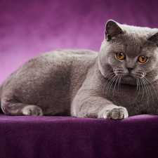purple background, lying, British Shorthair Cat