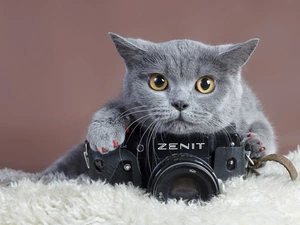 cat, Camera, photographic, British