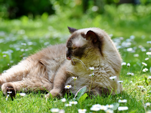daisies, British Shorthair Cat, Flowers