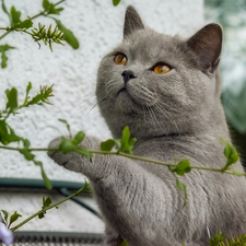 Flowers, British Shorthair Cat, Twigs