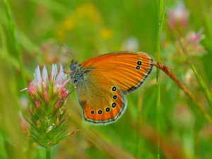 butterfly, Close, trefoil, Brown, Colourfull Flowers