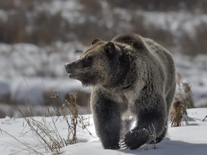 Brown bear, winter