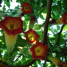 Bush, Brugmansia