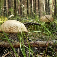 Brzozaki, edible, forest, mushrooms, Kociewie