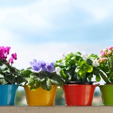 Flowers, color, Buckets, potted