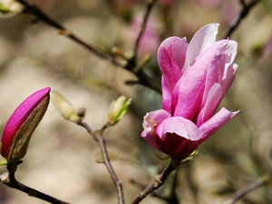 Magnolia, blurry background, bud, twig, Colourfull Flowers