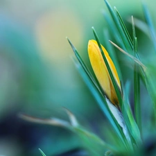 bud, Yellow, crocus