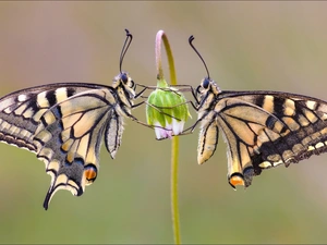Close, butterflies, daisy, Oct Queen, insects, Flower, bud