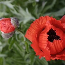 bud, Red, papavers