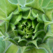 Sunflower, bud