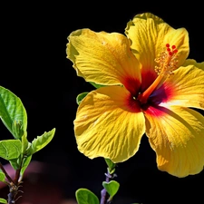 Yellow, Colourfull Flowers, bud, hibiskus