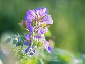 Colourfull Flowers, geranium, Buds