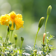 Colourfull Flowers, Tagetes, Buds, Yellow Honda