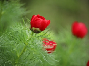 Buds, Red, Peonies