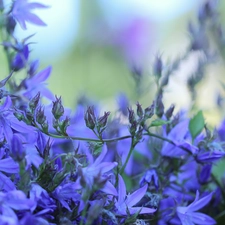 Buds, twig, purple, Flowers, ringtones