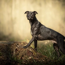 trunk, grass, Pit Bull Terrier, figure, dog