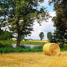 bunch, summer, Field