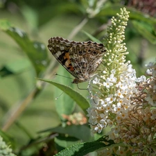 butterfly, Flowers, butterfly bush, Mermaid Admiral