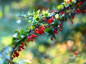 barberry, Red, Fruits, Bush