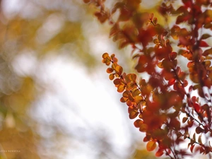 barberry, Red, Leaf, Bush