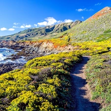 Coast, Mountains, Bush, sea