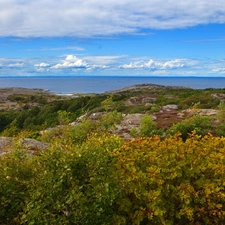 Coast, woods, Bush, rocks