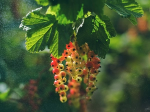 currant, Leaf, blur, bush